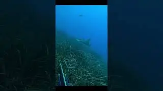 Magnificent Bull Ray Sighting - Spearfishing Malta