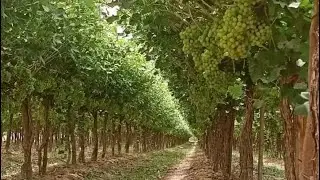 مزرعة ٨٠ فدان عنب تصدير في وادي النطرون علي طريق اسفلت عقود نهائية خالصة الثمن موقع متميز جدا