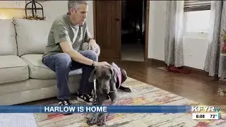 Harlow the Great Dane: a service dog, a life-changer