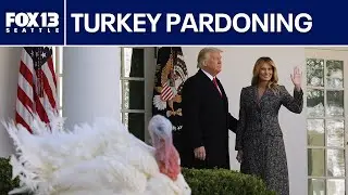 LIVE: President Trump pardons Thanksgiving turkeys in Rose Garden ceremony
