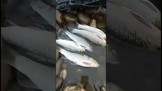 Fishing shorts Siang district Arunachal Pradesh #viral #fishing #trending
