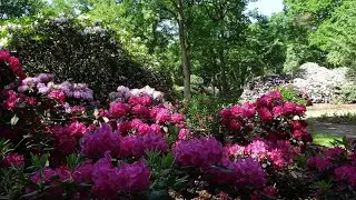 Baden Baden - Wenn Rhododendron und Azaleen blühen