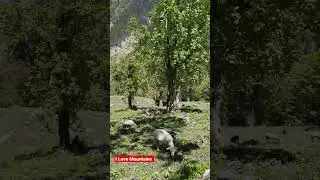NOMADIC SHEPHERD'S LIFESTYLE. himachali life.  Manali. Kullu. Himachali pahadi lifestyle.