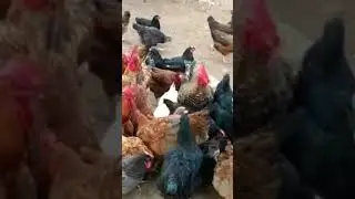 ffg chicken farming for eggs #shorts