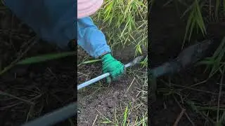 Freshwater snails