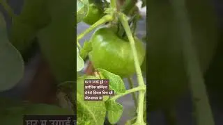 Ghar m ugai Sabziya ap b grow kro Apne ghar m fresh vegetables #transformindia #healthyindia