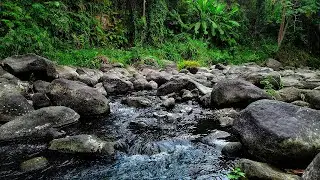 River Creek Sounds, Running Water Soft Relaxation, Morning Nature Music for Positive Energy