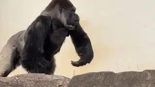 番外編 モモカちゃん会える💕扉が開いたかと思ってダッシュするモンタさん！開いてなくてガッカリなモンタさん【番外編】【千葉市動物公園】ゴリラ