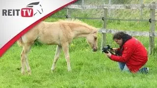 Rasseportrait | Das American Quarter Horse - die freundlichen Westernpferde