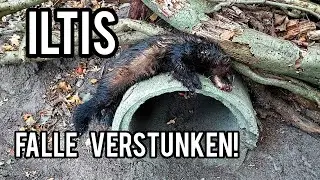 Iltis verstänkert Rohrfalle - alte Falle wieder aktiviert! Fallenjagd mit Wipprohrfallen