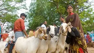 Sira sheep and goats bazaar part 2