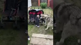 Архив!Все под наблюдением #triplets #baby #тройняшки #маматройняшек #dragon #dog #маламут