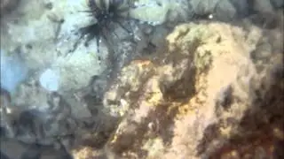 invasive lionfish haiti gopro