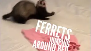 Ferrets jumping around the bed