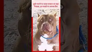 भारत में इन कुत्तों की नस्लों पर बैन! #DogBanIndia #PitbullBan #RottweilerBan #DogAttackNews