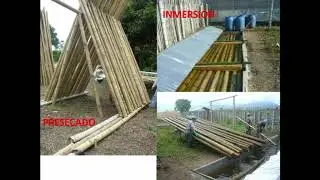 COMO PRESERVAR O INMUNIZAR BAMBÚ-GUADUA  (PARTE 1 DE 3)