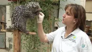 Prehensile-tailed Porcupine