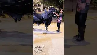 Massive Sahiwal crossbred bull with an exceptional size