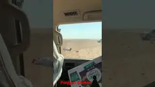 🤣 Houbara bustard watch end #hunter #hunting #balochistan