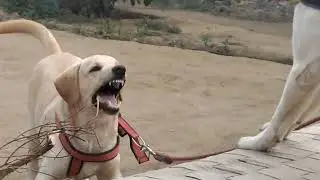 Bella bruno is playing #funny #labrador 