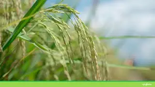Ano kaya ang sikretong tandem ng mga nakasubok na ng Armure? | Syngenta PH