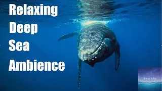 Calming Whale Calls & Underwater Ambience - 8 Hour Sleep Video