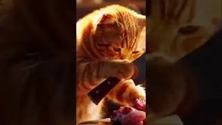 #bestcatvideos