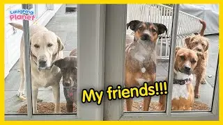 🙀🐕FULL When Your Pet Brings Home a Friend🤣Funniest Dog Ever!