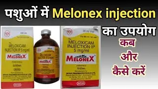 Melonex | Melonex injection | Melonex injection use for cow, buffalo, goat, sheep, birds, dog, cat