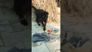 Cute Labrador Puppy 🐕❤️🫶 #shorts #viral #trending #puppy