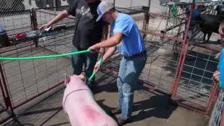 Kids wash animals at the Cache County Fair.