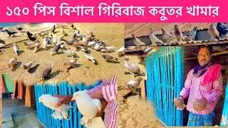 আজের চাচার বিশাল ১৫০ পিস এর গিরিবাজ কবুতর খামার || #গিরিবাজ_কবুতর #1080p