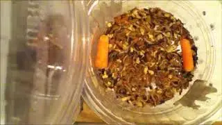 Dermestids Canada Mealworm Timelapses 2017 2019  #12,650 20