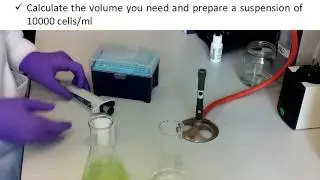 Algae