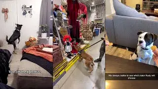 Dogs Doing Funny Things 😂 Best of October 2023 Part 1