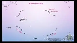 Culicoides