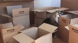 Die RAJA Katze &ndash; Von wegen die Katze im Sack/ Karton kaufen!