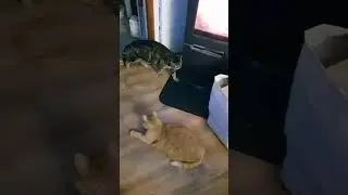 Рыжий узурпатор #tufse #cat