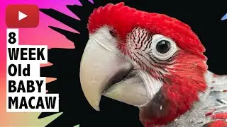 Our 8 week old Green Wing Macaw Parrot | Maui the Macaw