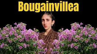 Bougainvillea | Beautiful Flower | Bougainvillea Plant | Flower