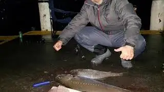 Ara fishing