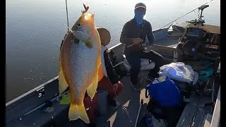 Huge Redears In The CA Delta!