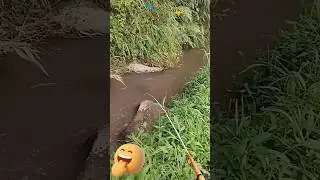 tarikan ikan di air deras memang tidak pernah mengecewakan #mancingwader #mancing #microfhising