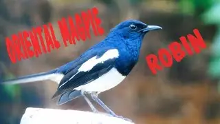 ORIENTAL MAGPIE ROBIN CALLING