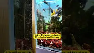 🍤🌊 This Glass Aquarium Feeder Tube is a game-changer for all fishkeeper!  #singapore #fish #aquatank