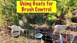 Rotating Goats for Brush Control with Premiere 1 Electric Netting