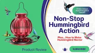 Why Hummingbirds Love THIS Feeder | Grete Gotye Review + Must-See Footage!