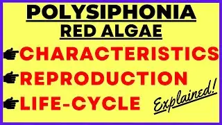 Red Algae Polysiphonia Life Cycle |Structure, Characteristics, Reproduction, Gametophyte, Sporophyte