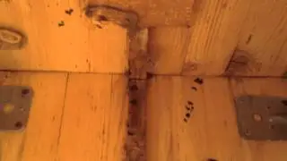 Haselmaus im Wespenkasten