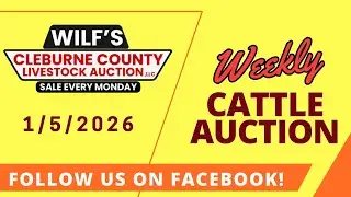 1/5/2026 - Cattle Auction - Wilf's Cleburne County Livestock Auction